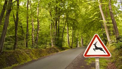 Panneau signalant le passage d'animaux en forêt