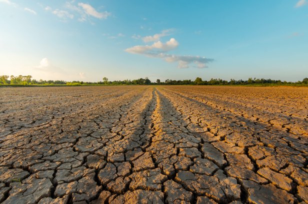 La terre est sèche et desséchée à cause du réchauffement climatique.